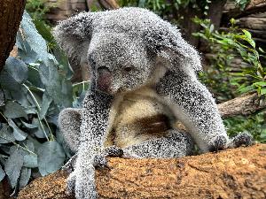 Erster Koala-Nachwuchs in Süddeutschland